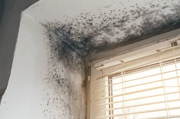 Trusted Black Mold Removal service in Olivia, NC - Cheap Mold Removal